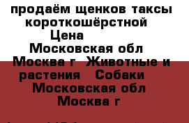 продаём щенков таксы короткошёрстной › Цена ­ 7 000 - Московская обл., Москва г. Животные и растения » Собаки   . Московская обл.,Москва г.